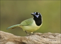 Green-Jay;Jay;Southwest-USA;Texas;Cyanocorax-yncas;one-animal;close-up;color-ima